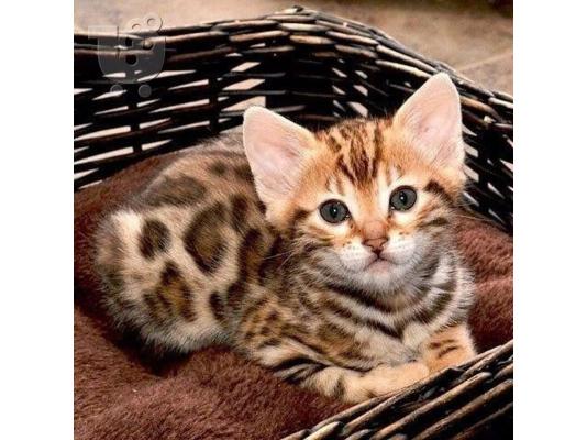 PoulaTo: Bengal Kitten - Γατάκι Βεγγάλης
